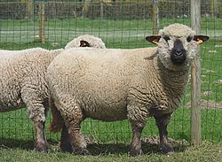 flock of Hampshire sheeps